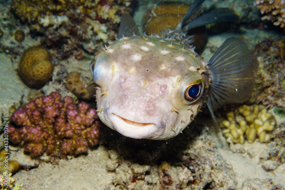 Puffer fish portrait on a coral reef. Puffer fish portrait on a coral reef.