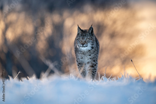 Photography Eurasian wild cat in wild nature habitat, Czech, Europe
