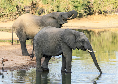 Elephants drink water from a natural reservoir in the African savanna.