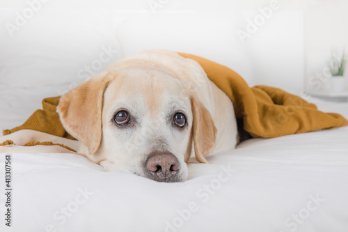 Perro adorable encima de la cama con una manta de color ocre