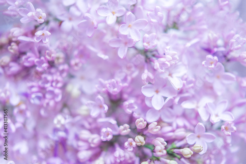 background with lilac flowers. Close-up of lilac flowers