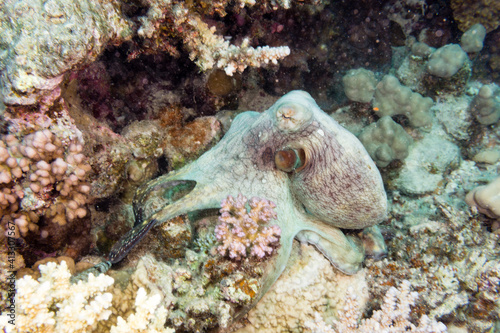 Octopus mimics on a coral reef.