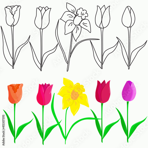 Set of spring flowers tulips and daffodils. Vector outline of a tulip and a daffodil. Colorful spring flowers