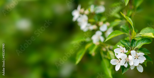 spring banner with white flowers on a green background. Blurry space for your text © Марина Шавловская