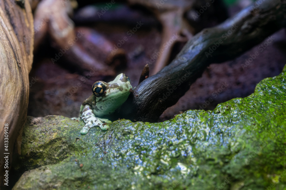 Grenouille tropicale