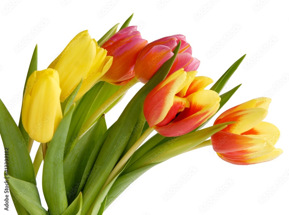 pretty bouquet of multicolor tulips close up pretty bouquet of multicolor tulips close up