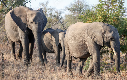 Wild elephants are walking on the savanna among the thorny acacia bushes