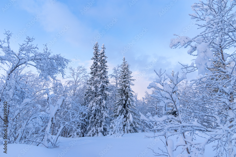 Snowy winter, frost and white snow. Trees, pines and birches are covered with snow caps. Cold, blue, northern sky.
Snowy winter, frost and white snow. Trees, pines and birches are covered with snow caps. Cold, blue, northern sky.