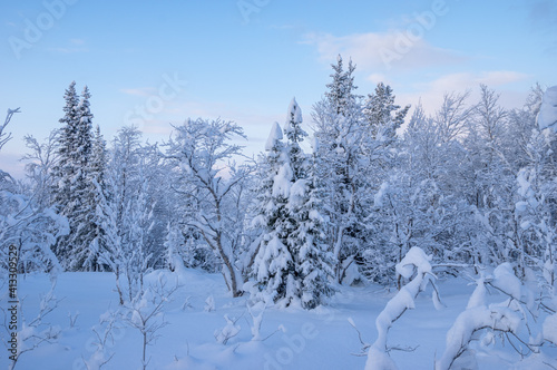 Snowy winter, frost and white snow. Trees, pines and birches are covered with snow caps. Cold, blue, northern sky.  © Oleg