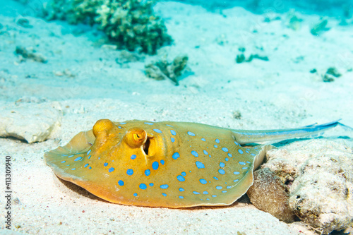 Bluespotted ribbontail ray. Stingray on the seabed. The red sea.