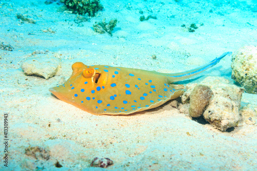 Bluespotted ribbontail ray. Stingray on the seabed. The red sea.