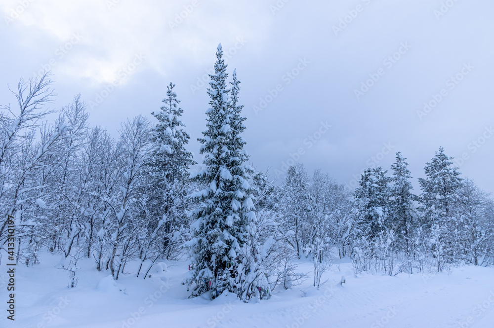 Snowy winter, frost and white snow. Trees, pines and birches are covered with snow caps. Cold, blue, northern sky.
