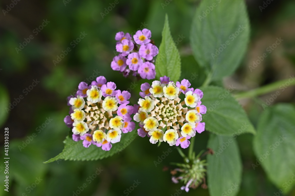 Fleur multicolore Fleur multicolore