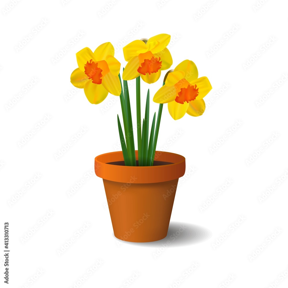 Spring daffodils in a ceramic flower pot Spring daffodils in a ceramic flower pot
