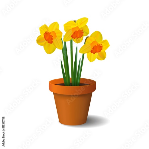 Spring daffodils in a ceramic flower pot
