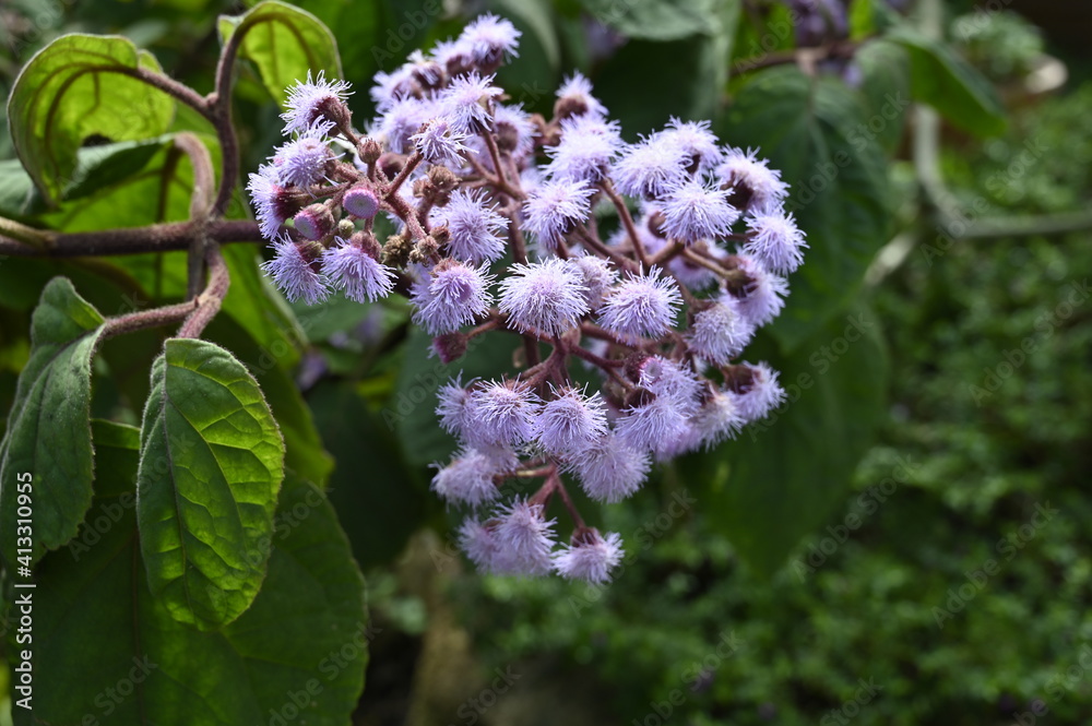 Fleurs