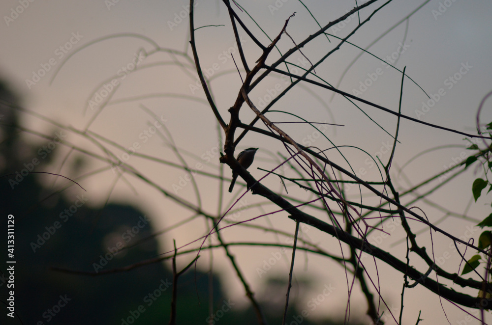 branches of a tree branches of a tree