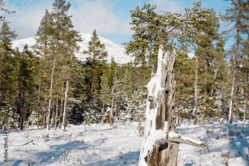 Broken tree remains in the background of a snow-covered forest and hills in Vålådalen, northern Sweden photo