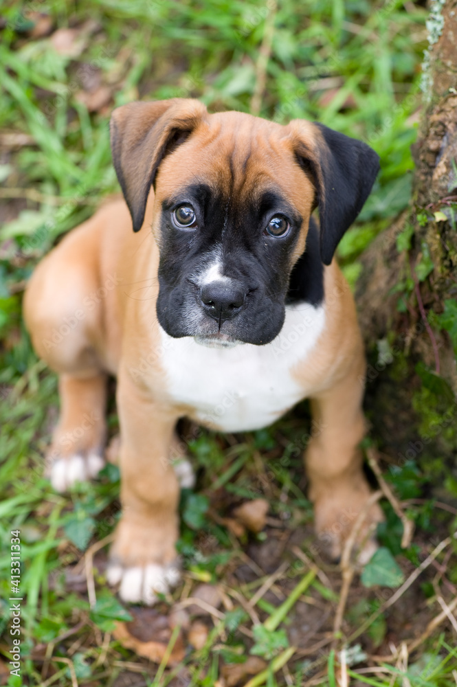 boxer puppy