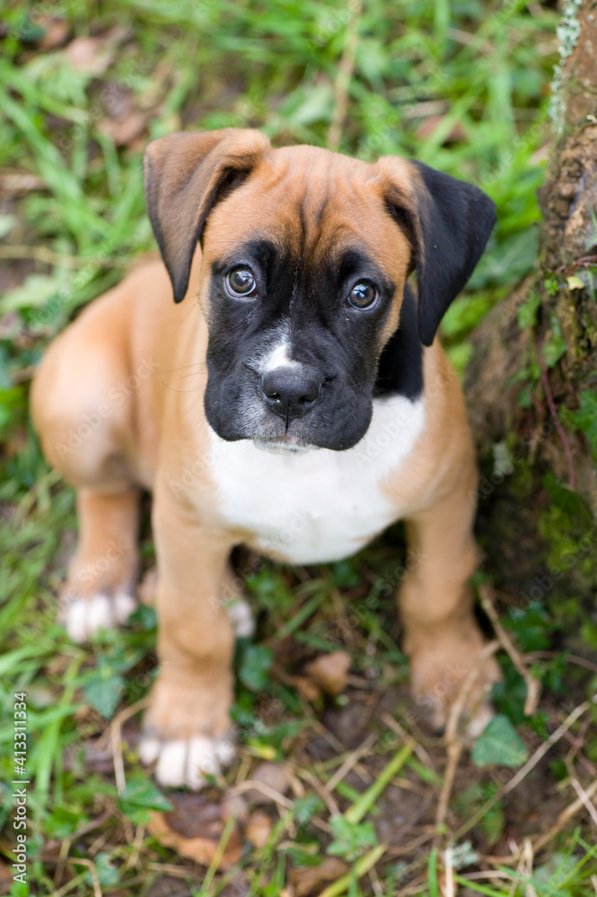 boxer puppy boxer puppy