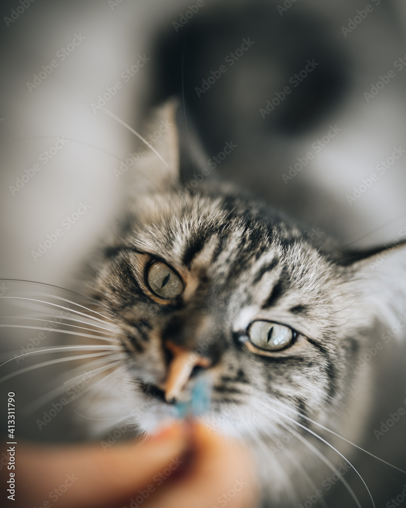 Katze mit Sauce auf der Nase. Katze mit Sauce auf der Nase.