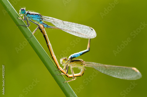 blue dragonflies on leaf