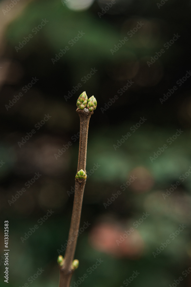 branch of a tree with swollen buds branch of a tree with swollen buds