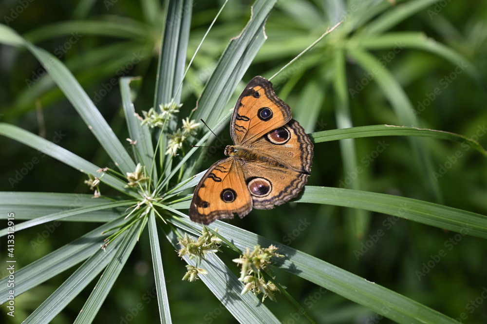 Papillon