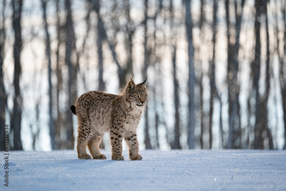 Eurasian wild cat in wild nature habitat, Czech, Europe. Lynx lynx. Eurasian wild cat in wild nature habitat, Czech, Europe. Lynx lynx.
