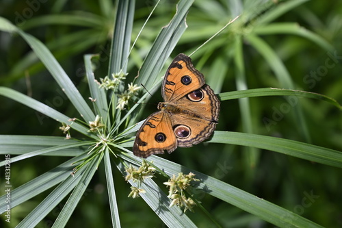 Obraz na płótnie Papillon w salonie