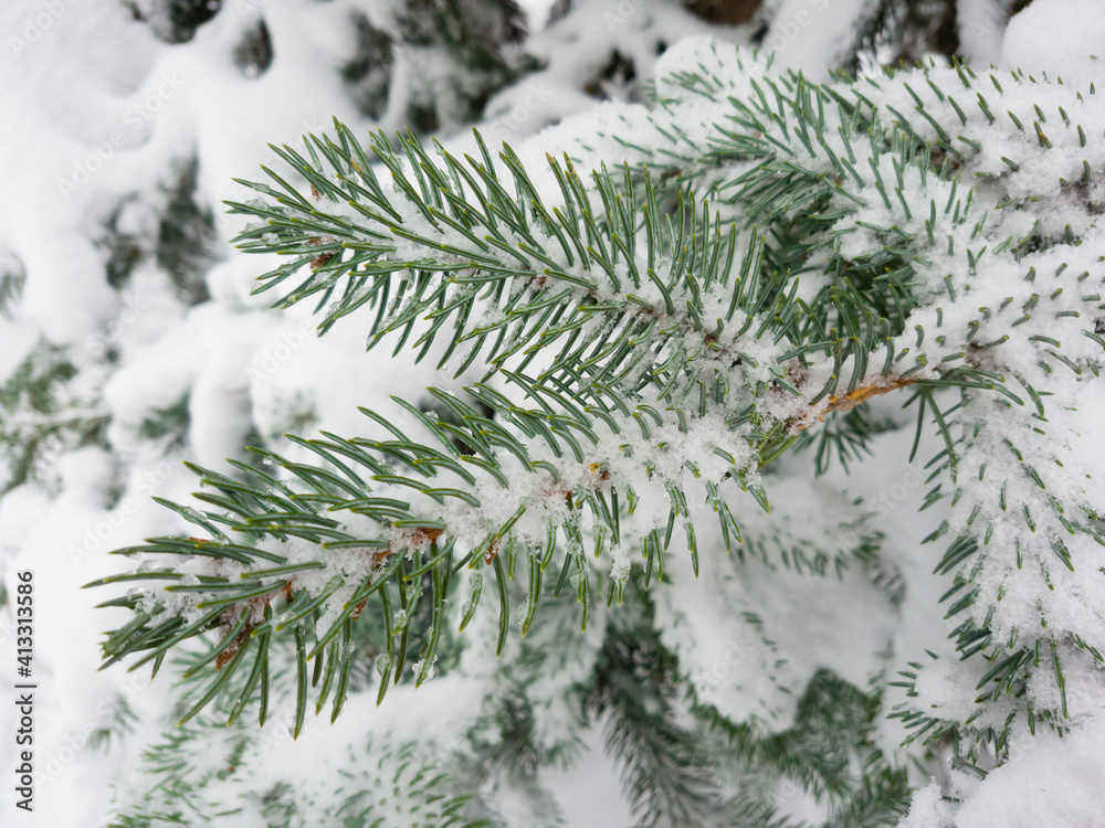 Close up of fir tree branch covered with snow in winter forest. Real winter and Christmas background