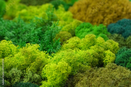 multicolored stabilized preserved moss for ecological interior design close-up