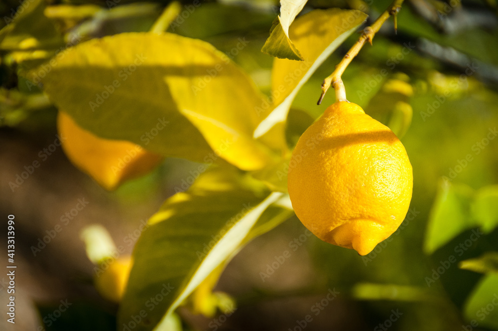Gros plan d'un citron sur une branche de citronnier dans un jardin