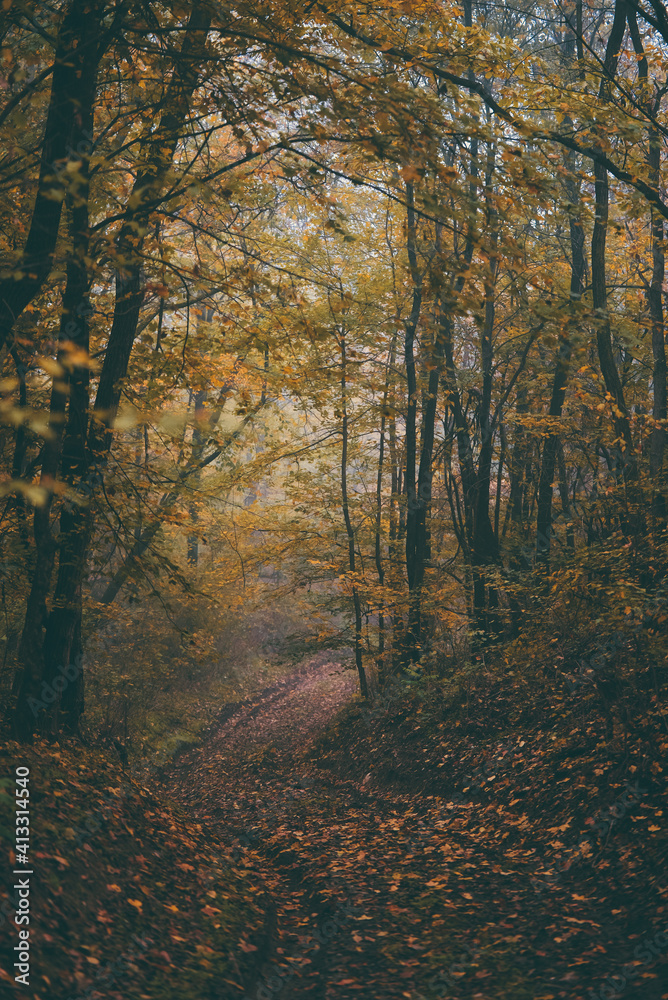 a road that leads into the fog through the forest in the fall season. autumn landscape in the wild