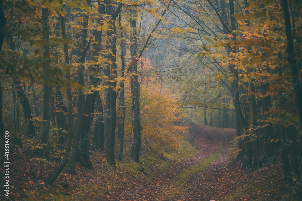 a road that leads into the fog through the forest in the fall season. autumn landscape in the wild a road that leads into the fog through the forest in the fall season. autumn landscape in the wild