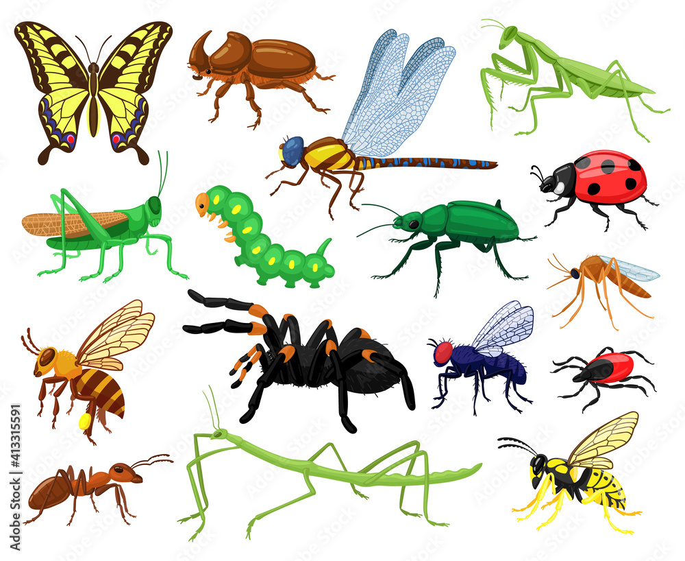 Cartoon insects. Butterfly, beetle, spider, ladybug and caterpillar, wild forest entomology insects. Cute nature wildlife insects vector illustration set. Grasshopper and butterfly, insect dragonfly
