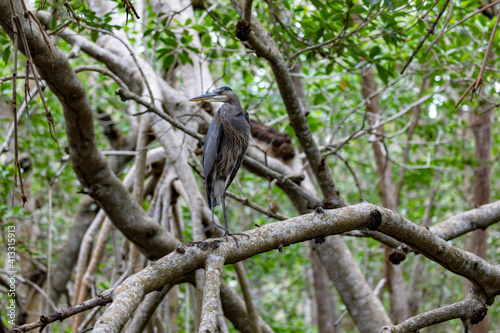 Birds in the Tropics