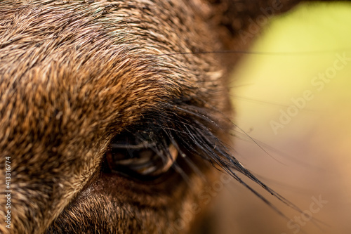 close up of a deer