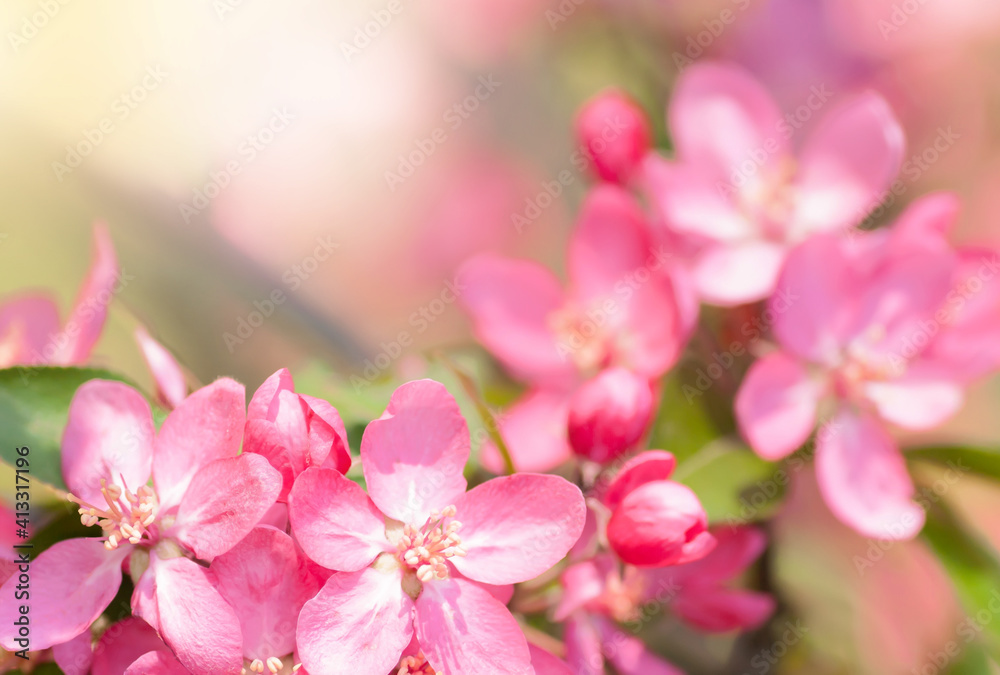 Obraz premium red flower Apple tree in blossom closeup background