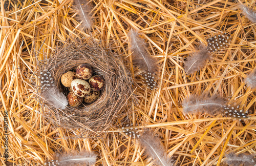 Quail eggs in a natural nest, top view with space to copy. The concept of Easter backgrounds.