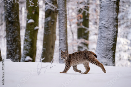 Photography Eurasian wild cat in wild nature habitat, Czech, Europe