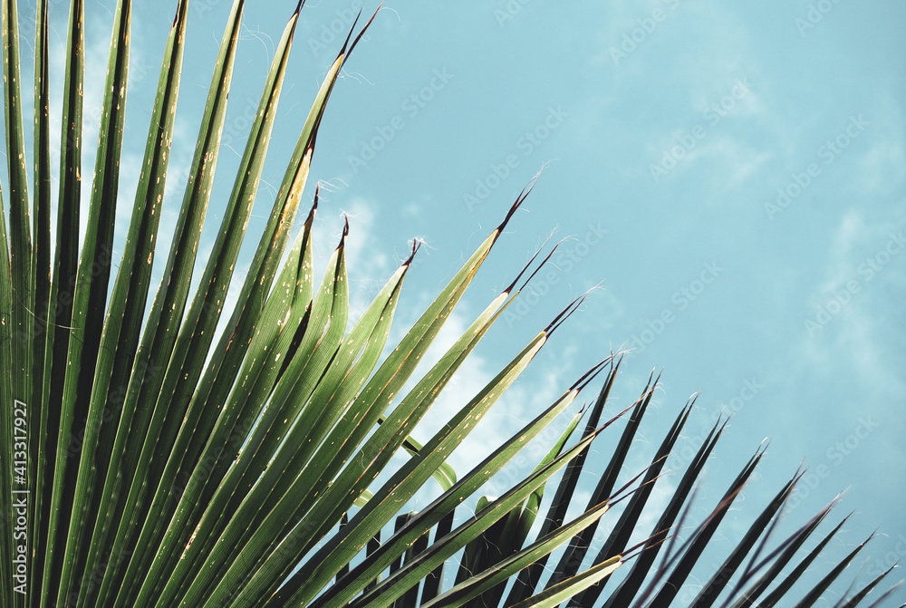 Obraz premium Palm leaf Sunlight Summer