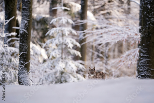 Eurasian wild cat in wild nature habitat, Czech, Europe. Lynx lynx.