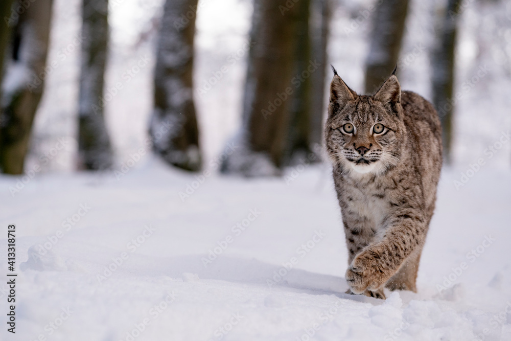 Eurasian wild cat in wild nature habitat, Czech, Europe. Lynx lynx. Eurasian wild cat in wild nature habitat, Czech, Europe. Lynx lynx.