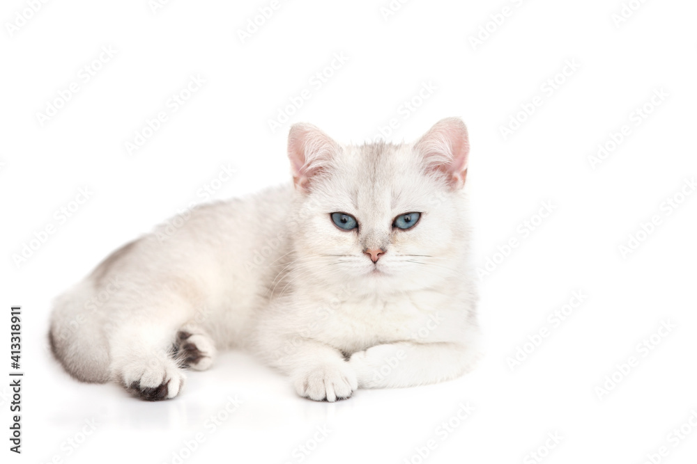 White beautiful kitten British silver chinchilla lies with blue eyes isolated on a white background