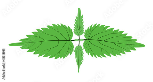 A green nettle bush with venation