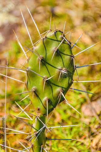 Prickly Pear With Thorns photo