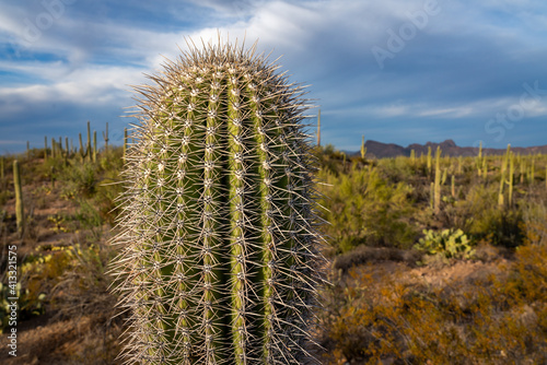 Close up Saguaro Cactus with Desert Background