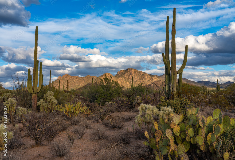 Sonoran Desert Shadows Sonoran Desert Shadows