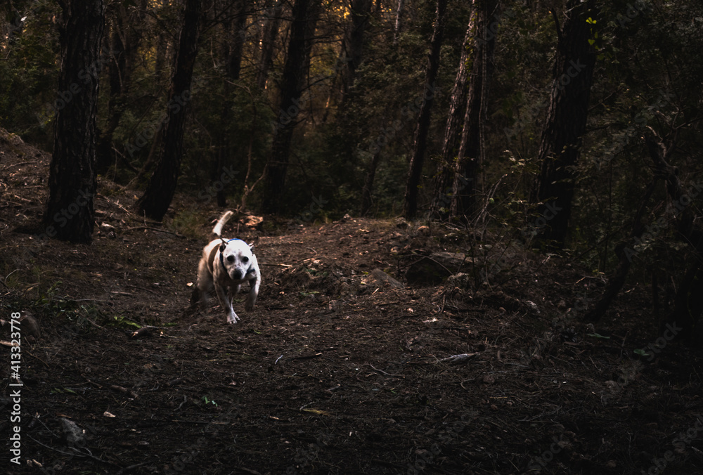 Brown and white dog, with a blue collar, in a deep forest with dim light, walking in a path